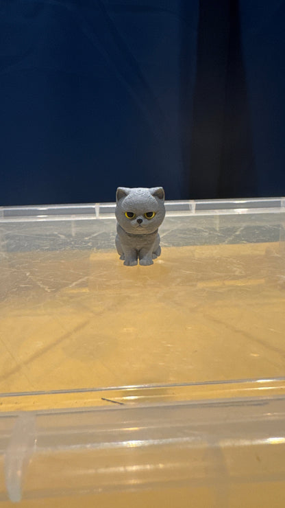 British Short Hair Cat - Bobble Head - Grey - SM