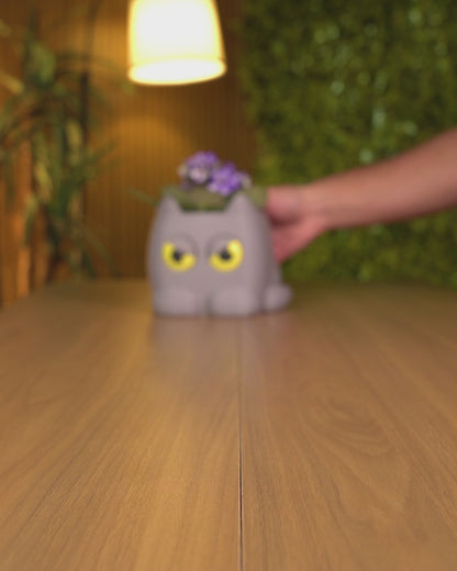 Grumpy Kitty - Planter - Grey - MD